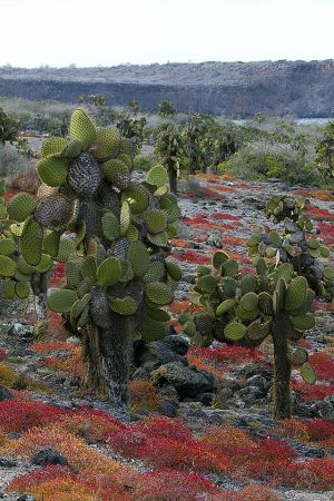 South Plaza, Islas Plaza, Galapagos Islands 305.jpg